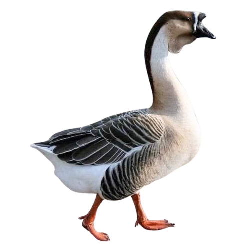 রাজ হাঁস